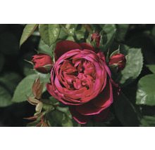 Nahaufnahme einer roten Rose mit Knospen und Blättern