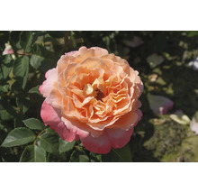 Nahaufnahme einer einzelnen Rose im Garten