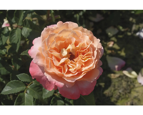 Nahaufnahme einer einzelnen Rose im Garten