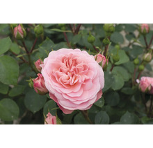 Nahaufnahme einer hellen Rose im Gartenbeet