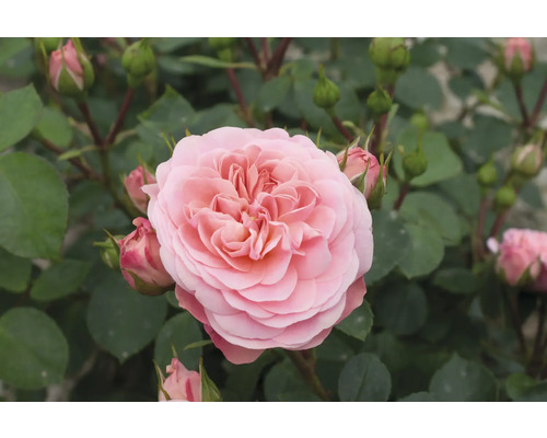 Nahaufnahme einer hellen Rose im Gartenbeet