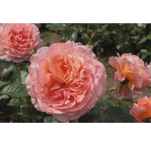 Nahaufnahme einer rosa Rose mit Blütenblättern im Garten