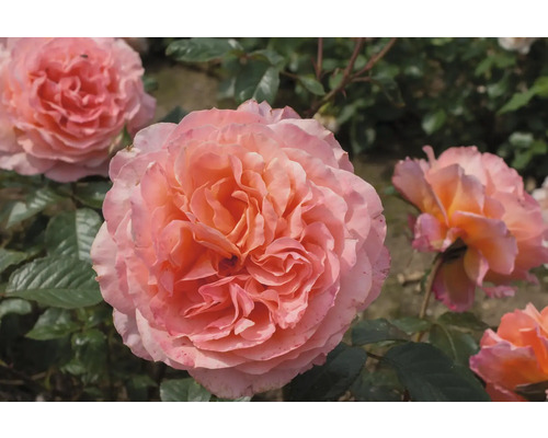 Nahaufnahme einer rosa Rose mit Blütenblättern im Garten