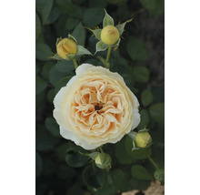 Blüte einer gelblichen Rose mit Rosenknospen