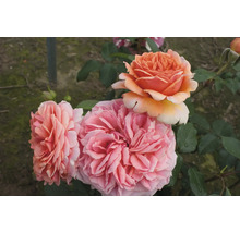 Nahaufnahme von Gartenrosen mit gefüllten Blüten