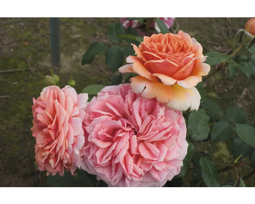 Nahaufnahme von Gartenrosen mit gefüllten Blüten