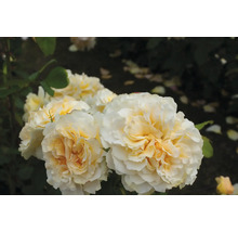 Nahaufnahme von weißen und gelben Rosenblüten