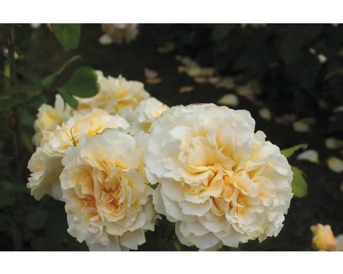 Nahaufnahme von weißen und gelben Rosenblüten