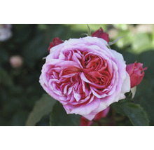 Nahaufnahme einer gefüllten Rose im Garten