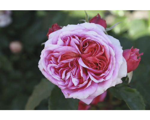 Nahaufnahme einer gefüllten Rose im Garten