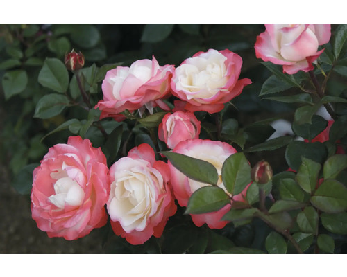 Nahaufnahme von rosa-weißen Rosenblüten mit grünen Blättern.