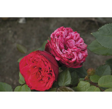 Nahaufnahme von zwei roten Rosenblüten mit grünen Blättern