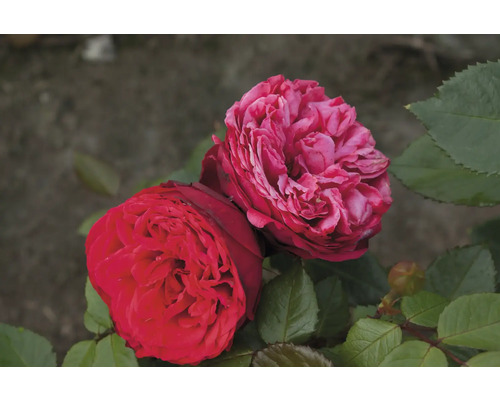 Nahaufnahme von zwei roten Rosenblüten mit grünen Blättern