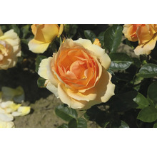 Nahaufnahme einer gelblichen Rose im Garten