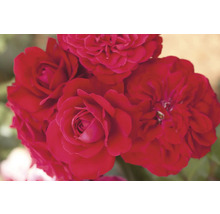 Nahaufnahme von roten Rosenblüten