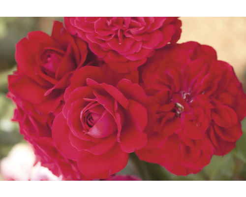 Nahaufnahme von roten Rosenblüten