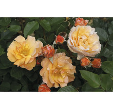 Nahaufnahme von gelb-orangen Rosenblüten und Knospen zwischen grünen Blättern.