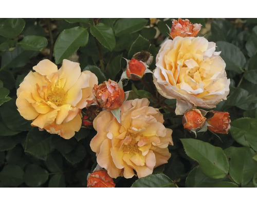 Nahaufnahme von gelb-orangen Rosenblüten und Knospen zwischen grünen Blättern.