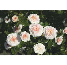 Nahaufnahme von blassrosa Rosenblüten mit grünen Blättern