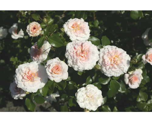 Nahaufnahme von blassrosa Rosenblüten mit grünen Blättern