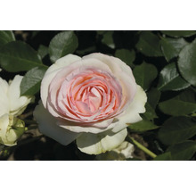 Nahaufnahme einer blühenden Rose im Garten