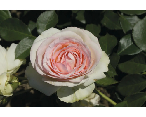 Nahaufnahme einer blühenden Rose im Garten