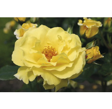 Gelbe Rosenblüte im Detail