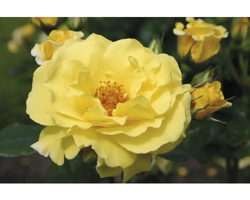 Gelbe Rosenblüte im Detail