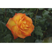 Nahaufnahme einer orangefarbenen Rose im Garten.