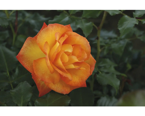 Nahaufnahme einer orangefarbenen Rose im Garten.