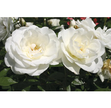 Nahaufnahme von zwei weißen Rosen im Garten.