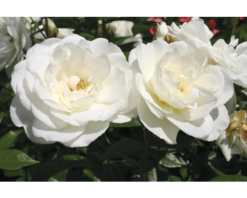 Nahaufnahme von zwei weißen Rosen im Garten.