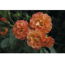 Nahaufnahme von orangefarbenen Rosenblüten mit grünen Blättern