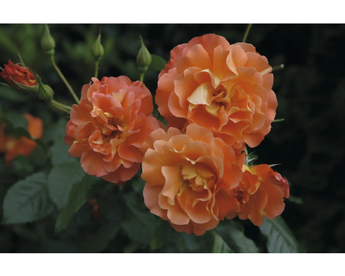 Nahaufnahme von orangefarbenen Rosenblüten mit grünen Blättern