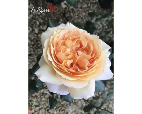 Nahaufnahme einer einzelnen Rose mit hellen Blütenblättern