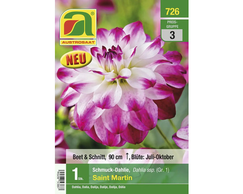 Zierdahlie Saint Martin im Beet und Schnitt, circa 90 Zentimeter Höhe, Blütezeit von Juli bis Oktober