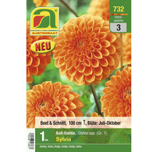 Austro saat Ball Dahlie Sylvia, Blütezeit Juli bis Oktober