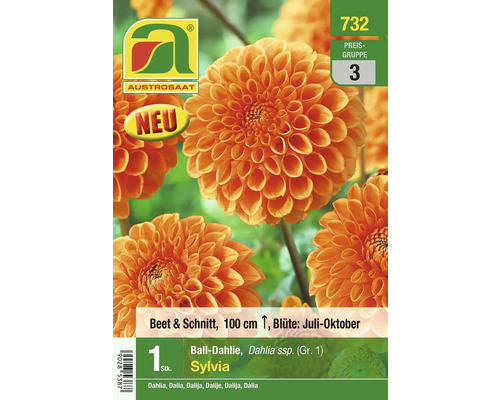 Austro saat Ball Dahlie Sylvia, Blütezeit Juli bis Oktober