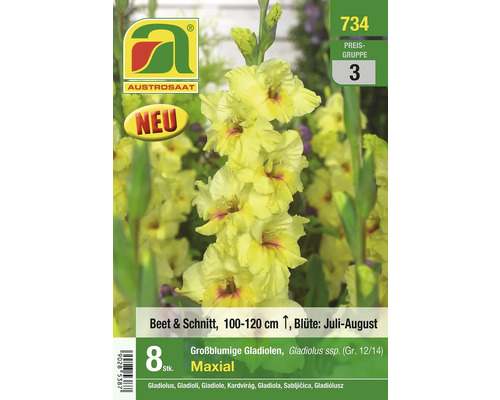Austrosaat Maxial Gladiolus Blumenzwiebelpackung