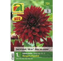 Verpackung einer Kaktus-Dahlie Bergers Record