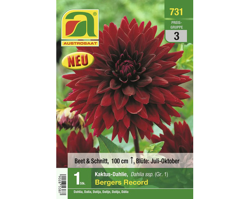 Verpackung einer Kaktus-Dahlie Bergers Record