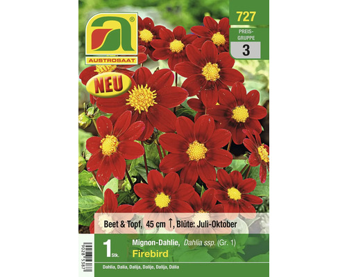 Packung Mignon-Dahlie Firebird, geeignet für Beet und Topf, circa 45 cm hoch, Blütezeit Juli bis Oktober