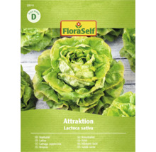 FloraSelf Kopfsalat Attraktion Samenpackung