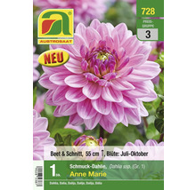 Zierdahlie Anne Marie Samenpackung