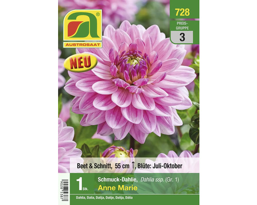 Zierdahlie Anne Marie Samenpackung