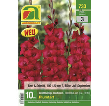 Packung großblumige Gladiolen der Sorte Plumtart