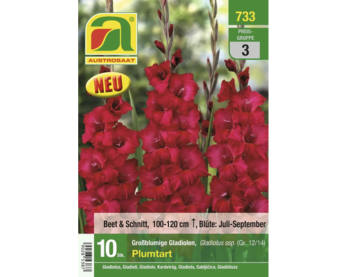 Packung großblumige Gladiolen der Sorte Plumtart