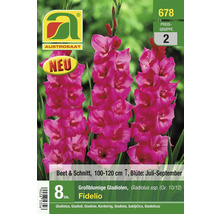 Packung großblumige Gladiolen Fidelio, 8 Stück