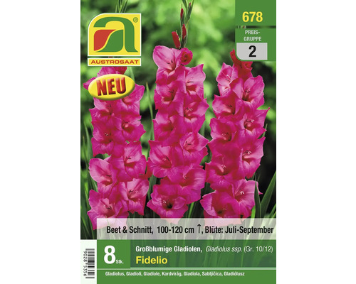Blumenzwiebel Austrosaat Gladiole 'Fidelio' 8 Stück Packung großblumige Gladiolen Fidelio, 8 Stück