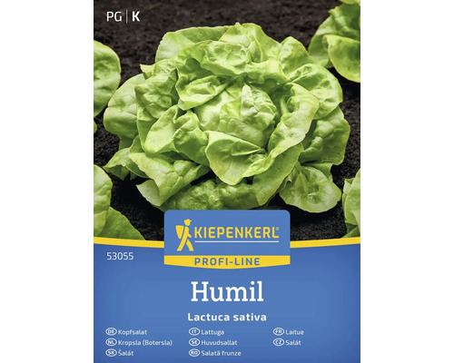Kiepnekrerl Humil Kopfsalat Samen